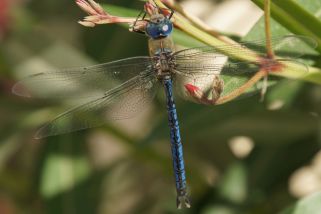 Anax imperator - Große Königslibelle